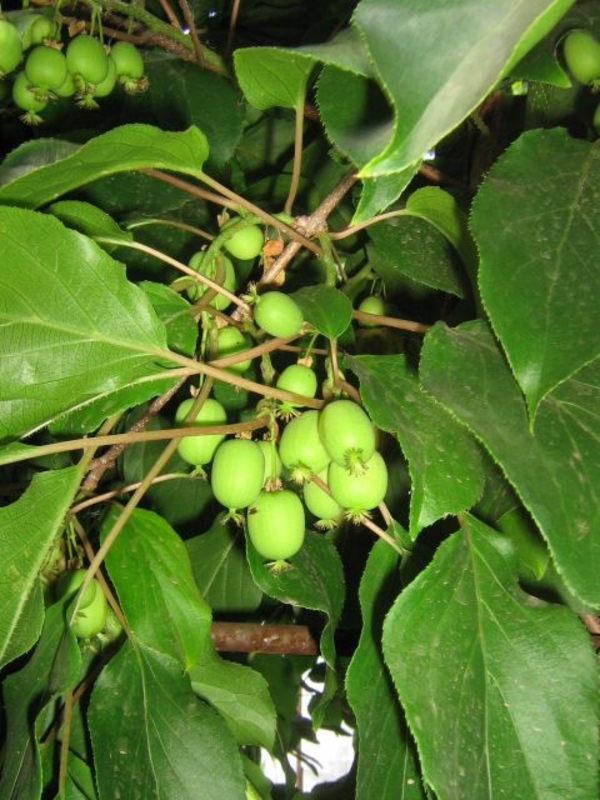Актинидия Джиральди Джиральди (Actinidia giraldii 'Giraldii')