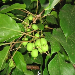 Актинидия Джиральди Джиральди (Actinidia giraldii 'Giraldii')