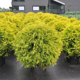 Туя западная Голден Глоб (Thuja occidentalis 'Golden Globe')