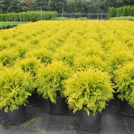 Туя западная Голден Глоб (Thuja occidentalis 'Golden Globe')