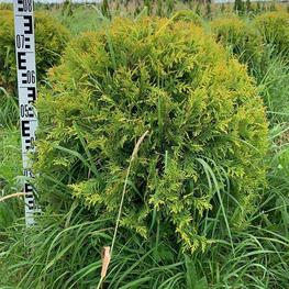 Туя западная Голден Глоб (Thuja occidentalis 'Golden Globe')