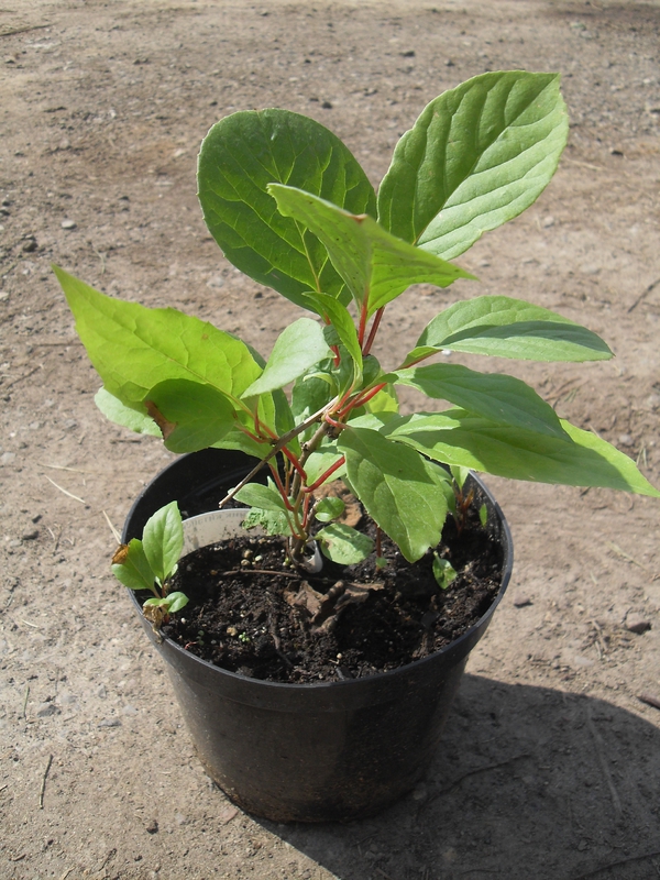 Лимонник китайский (Schisandra chinensis)
