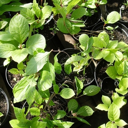 Лимонник китайский (Schisandra chinensis)