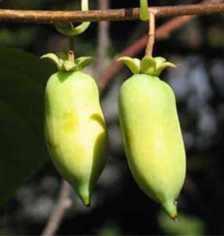 Актинидия полигама Полигама (Actinidia polygama 'Polygama')