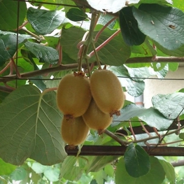 Актинидия полигама Абрикосовая (Actinidia polygama 'Abricosovaya')