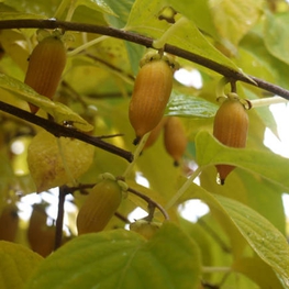 Актинидия полигама Лесная (Actinidia polygama 'Lesnaya')