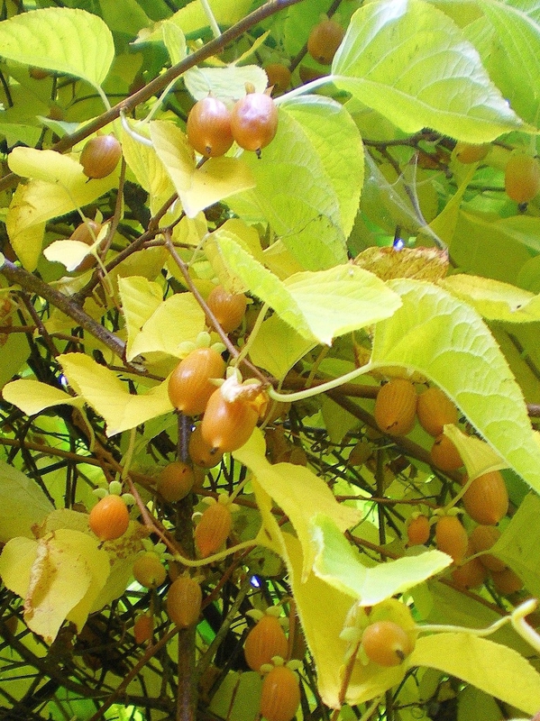 Актинидия полигама Злата (Actinidia polygama 'Zlata')