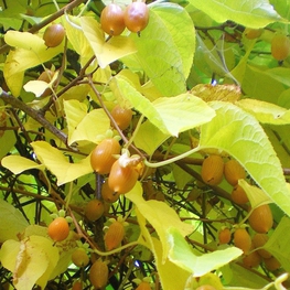 Актинидия полигама Злата (Actinidia polygama 'Zlata')