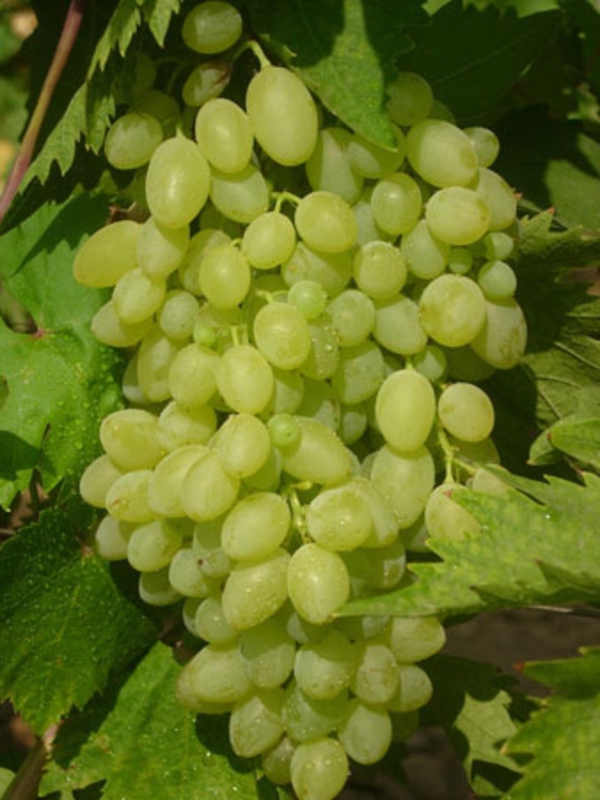 Виноград Арсеньевский (Vitis 'Arsenyevskiy')