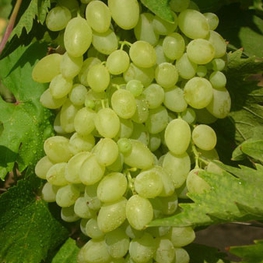 Виноград Арсеньевский (Vitis 'Arsenyevskiy')