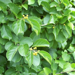 Древогубец круглолистный (Celastrus orbiculatus)