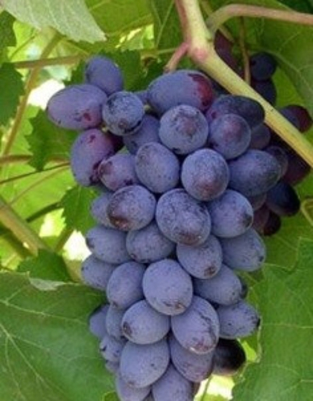 Виноград Нептун (Vitis 'Neptun')