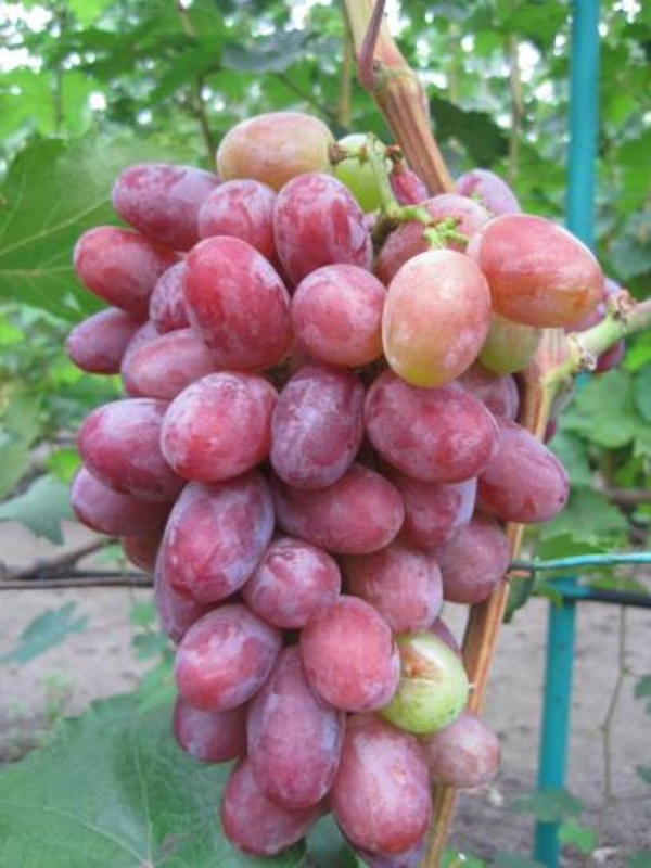 Виноград Граф Монте-Кристо (Vitis 'Graf Monte Cristo')