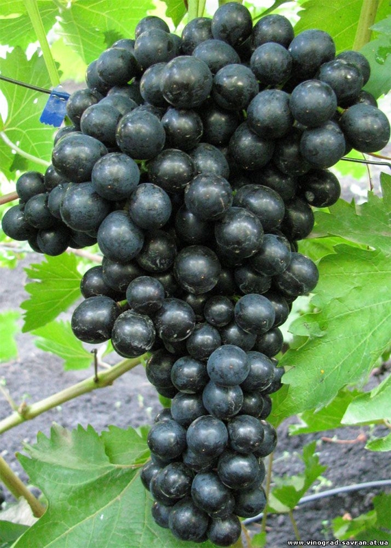 Виноград Блэк Эмеральд Сидлис (Vitis 'Black Emerald Seedless')