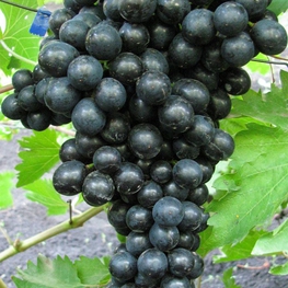 Виноград 'Black Emerald Seedless'