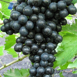 Виноград Блэк Эмеральд Сидлис (Vitis 'Black Emerald Seedless')