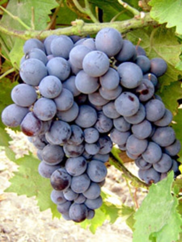 Виноград Муромец (Vitis 'Muromets')