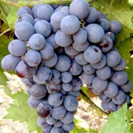 Виноград Муромец (Vitis 'Muromets')