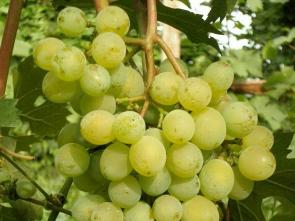 Виноград Особый (Vitis 'Osobyy')