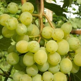 Виноград Особый (Vitis 'Osobyy')