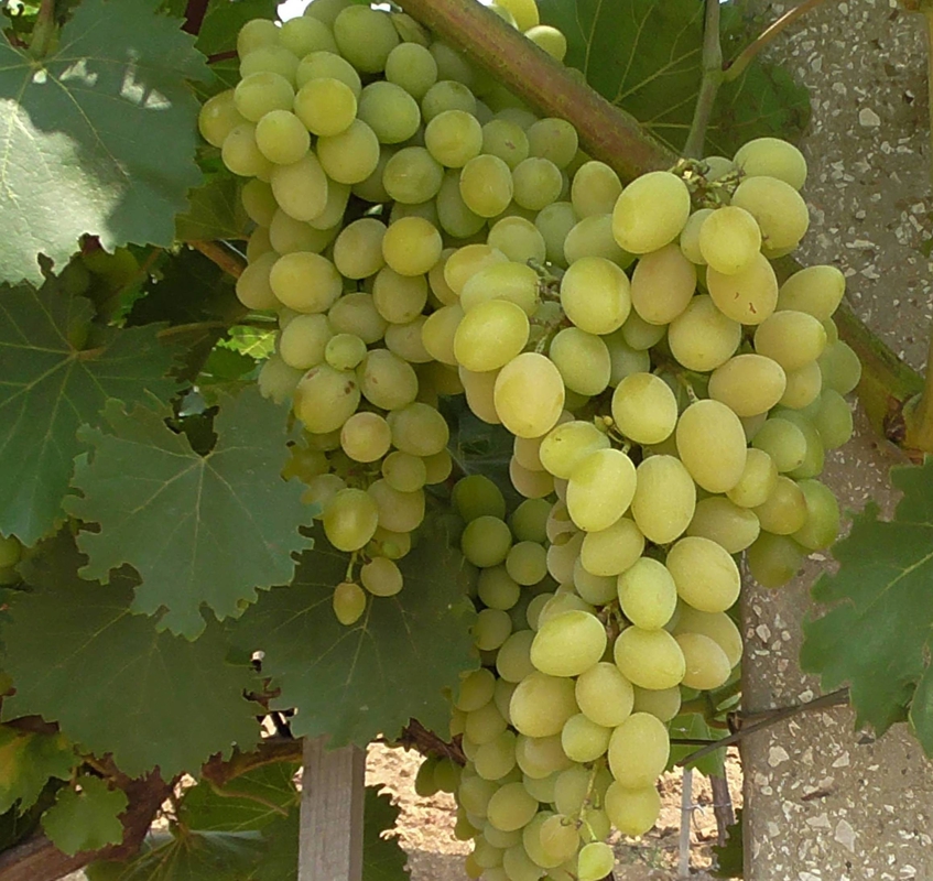 Виноград Августин (Vitis 'Augustin')