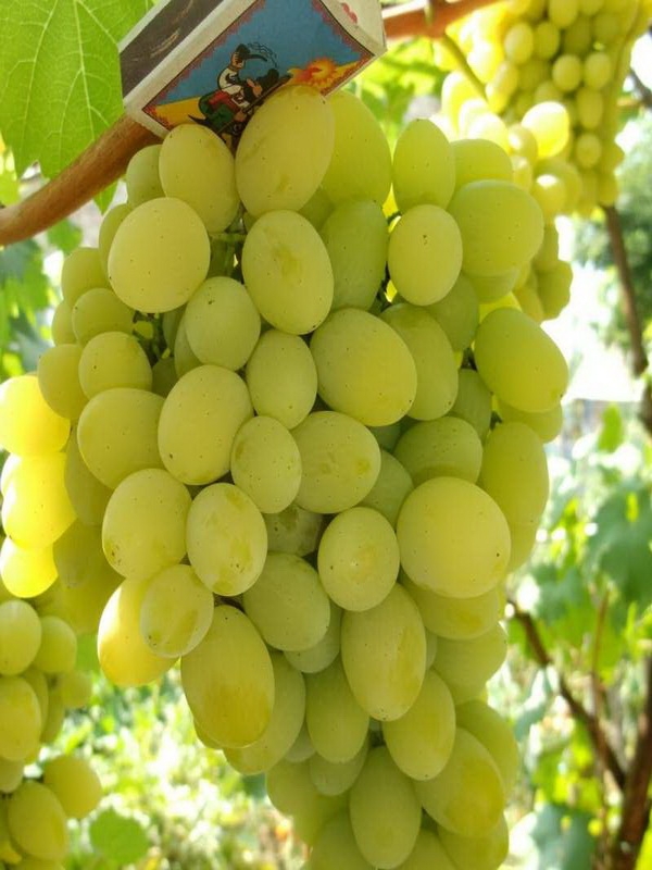 Виноград Белое Чудо (Vitis 'Beloe Chudo')