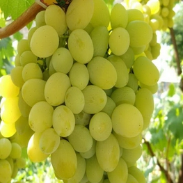 Виноград Белое Чудо (Vitis 'Beloe Chudo')