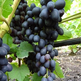 Виноград Аттика (Vitis 'Attika')