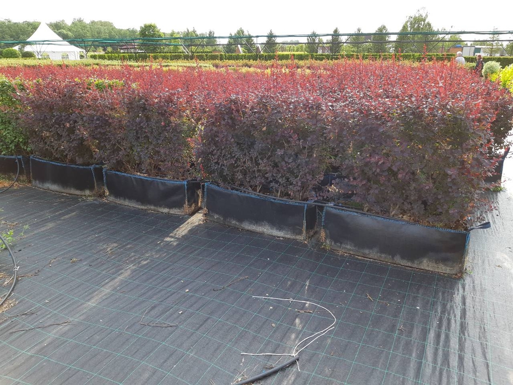 Барбарис оттавский Суперба (Berberis x ottawensis 'Superba')