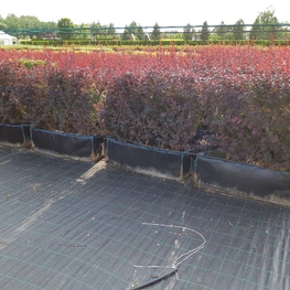 Барбарис оттавский Суперба (Berberis x ottawensis 'Superba')