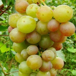 Виноград плодовый (Vitis vinifera)