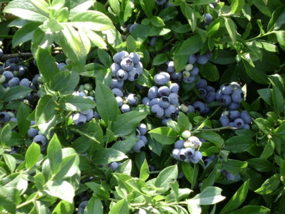 Голубика высокорослая Блюкроп (Vaccinium corymbosum 'Bluecrop')