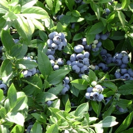 Голубика высокорослая Блюкроп (Vaccinium corymbosum 'Bluecrop')