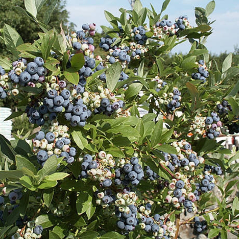 Голубика Патриот (Vaccinium corymbosum 'Patriot')