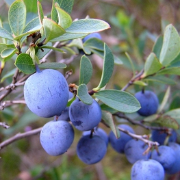 Голубика Спартан (Vaccinium corymbosum 'Spartan')
