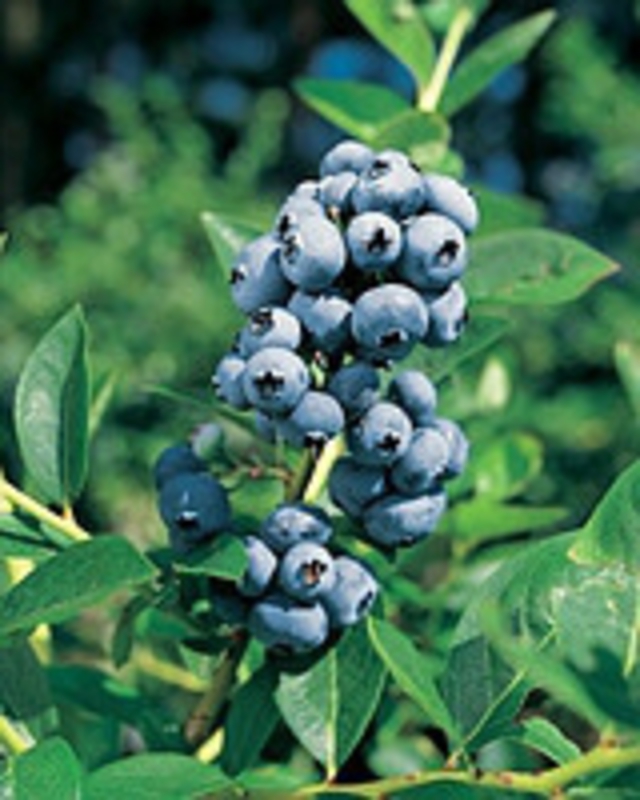 Голубика Эллиот (Vaccinium corymbosum 'Elliot')