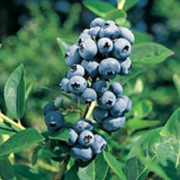Голубика Эллиот (Vaccinium corymbosum 'Elliot')
