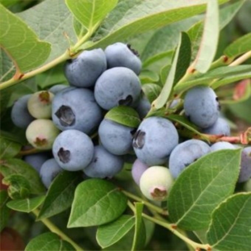 Голубика Пионер (Vaccinium corymbosum 'Pioneer')