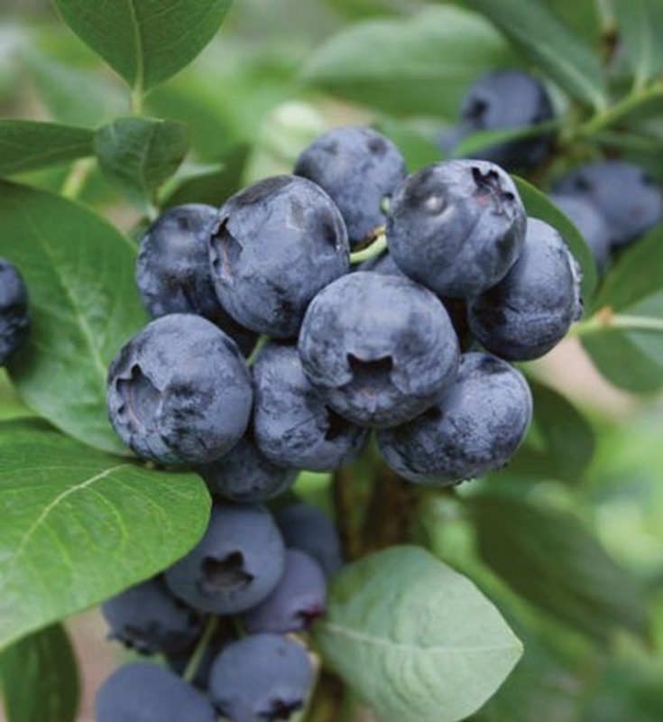 Голубика Дарроу (Vaccinium corymbosum 'Darrow')