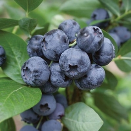 Голубика Дарроу (Vaccinium corymbosum 'Darrow')