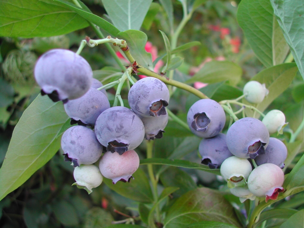 Голубика садовая Бригитта Блю (Vaccinium corymbosum 'Brigitta Blue')