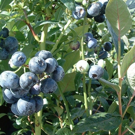 Голубика садовая Голдтраубе (Vaccinium corymbosum 'Goldtraube')