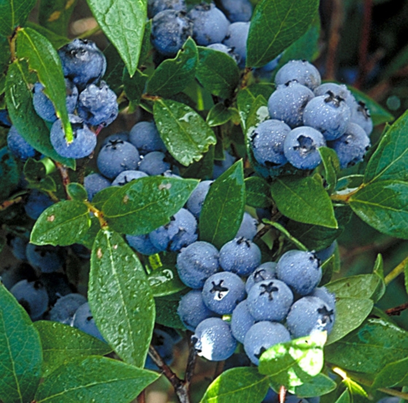 Голубика садовая Норс Кантри (Vaccinium corymbosum 'North Country')