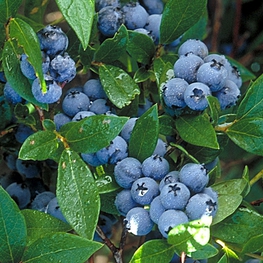 Голубика садовая Норс Кантри (Vaccinium corymbosum 'North Country')