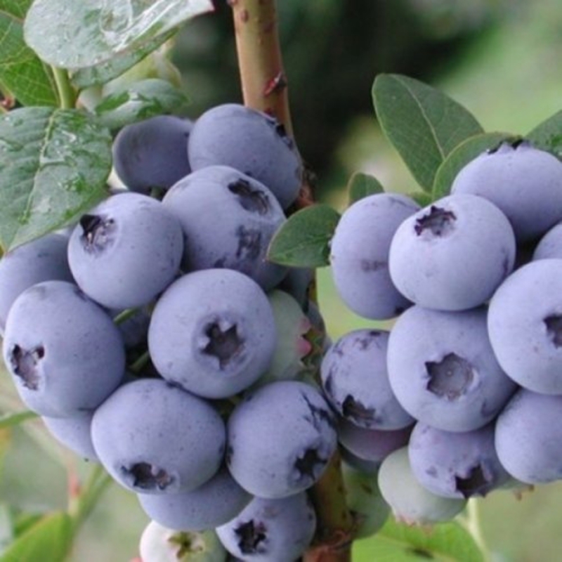 Голубика садовая Стар (Vaccinium corymbosum 'Star')