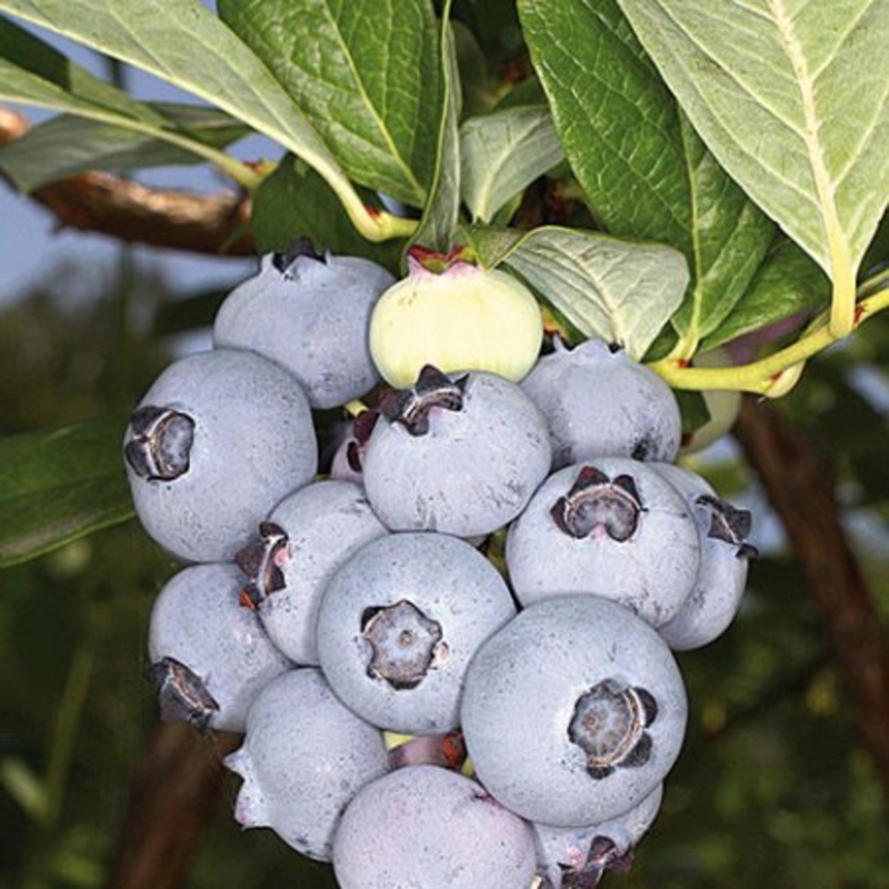 Голубика садовая Элизабет (Vaccinium corymbosum 'Elizabeth')
