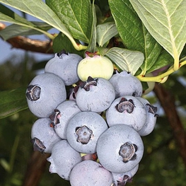 Голубика садовая Элизабет (Vaccinium corymbosum 'Elizabeth')