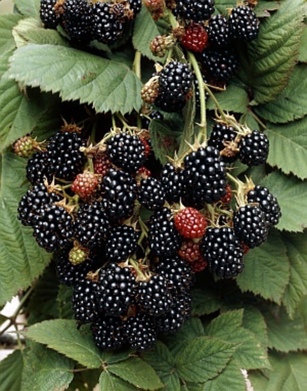 Ежевика Блэк Сатин (Rubus fruticosus 'Black Satin')