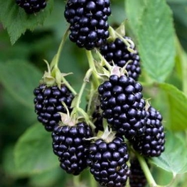 Ежевика Лох Несс (Rubus fruticosus 'Loch Ness')