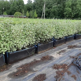 Дерен белый Элегантиссима (Cornus alba 'Elegantissima')